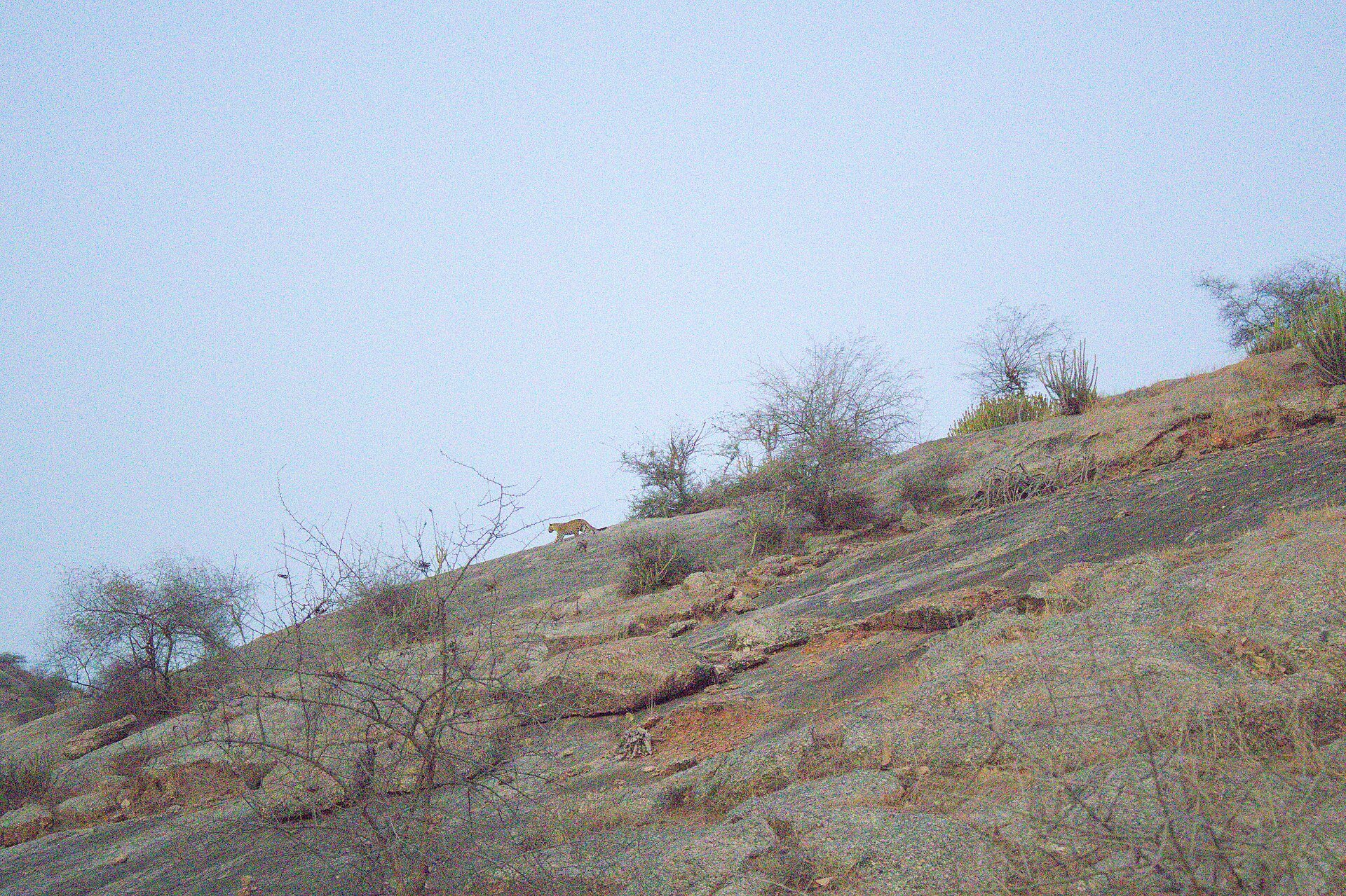 Wild Indian leopard standing vigilant on granite rocks of Jawai Hills during early morning light