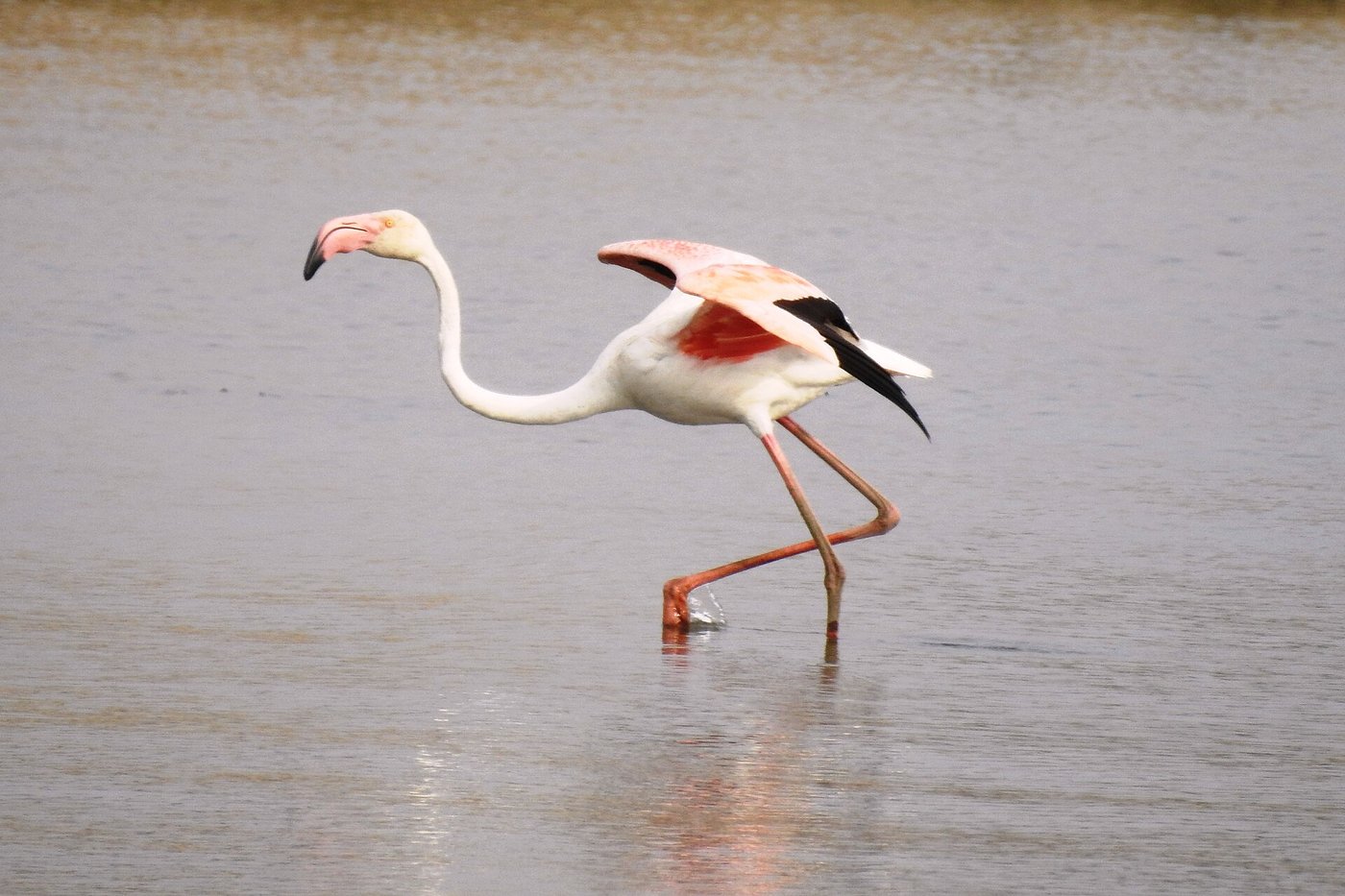 Migratory flamingos wading in the shallow waters of Jawai Bera