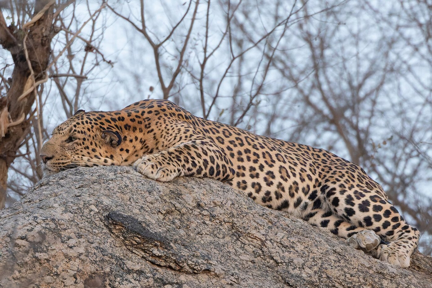 Leopard perched high on granite boulder in Jawai Bandh, Rajasthan