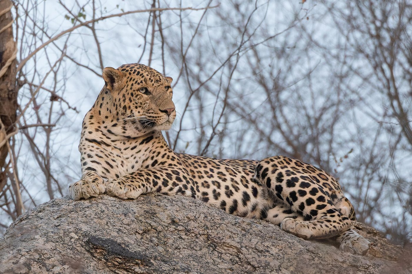 Camouflaged leopard amidst rocks in Jawai Bandh